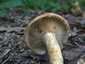 Fakó szőrgomba (Lactarius mairei), Budai-hegység